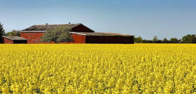 From Fields to Foreign Policy: Why Canada’s Canola Crisis Is Bigger Than You Think