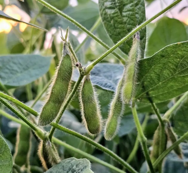 Why 2026 Could Redefine Global Soybean Competitiveness